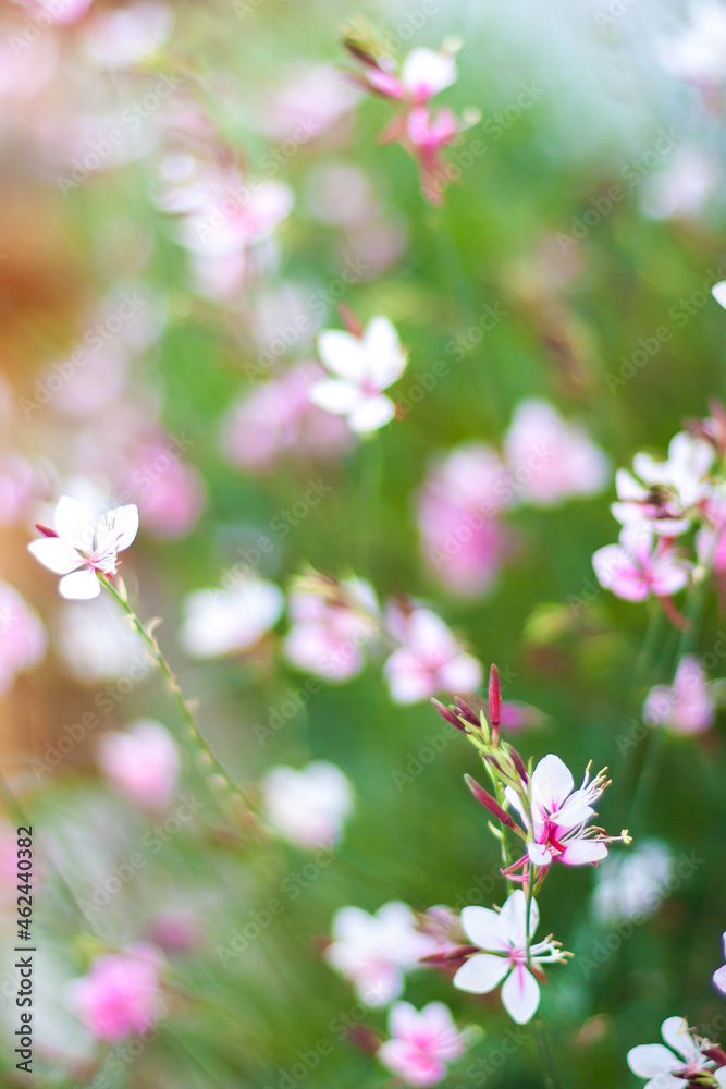 flowers in the meadow flowers in the meadow