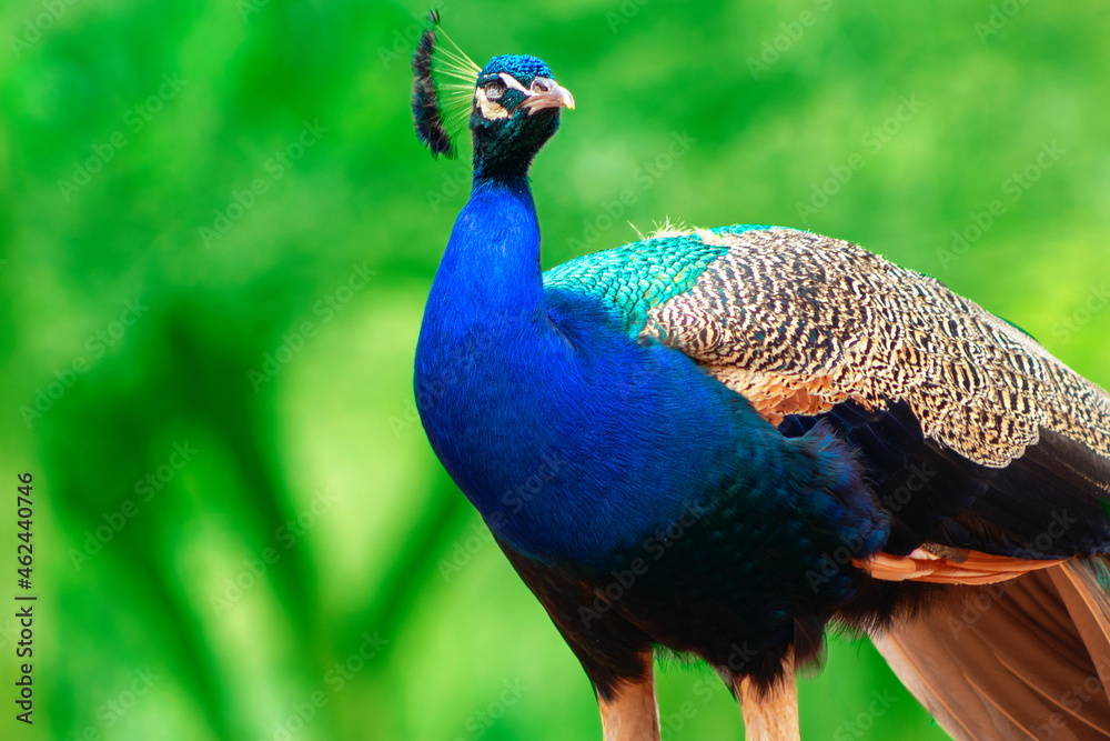 Obraz premium Close up of the cute peacock ( brightly bird ) on a green background