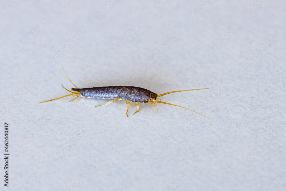A silverfish or bookworm on a white background