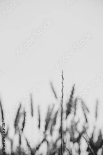 Flor en detalle macro naturaleza blanco y negro 