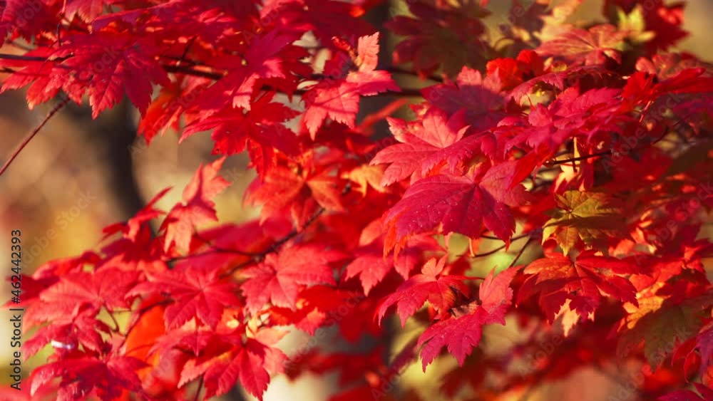 Close view of amazing bright red maple leaves rustling on the tree branches at nice sunny autumn day. Beautiful fall in the park, bright autumnal colors and light wind waves the leaves Close view of amazing bright red maple leaves rustling on the tree branches at nice sunny autumn day. Beautiful fall in the park, bright autumnal colors and light wind waves the leaves