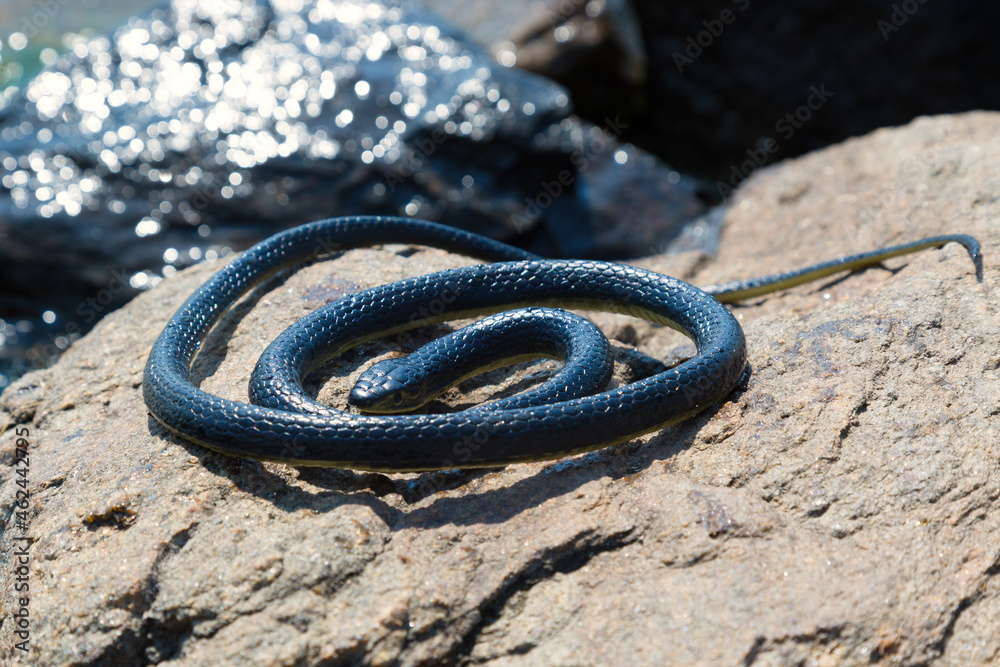 Obraz premium A black venomous snake basks on a stone by the water on a sunny summer day.