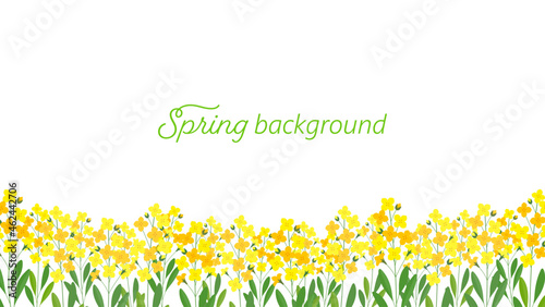 Background material of canola flower illustration (white background, vector)
