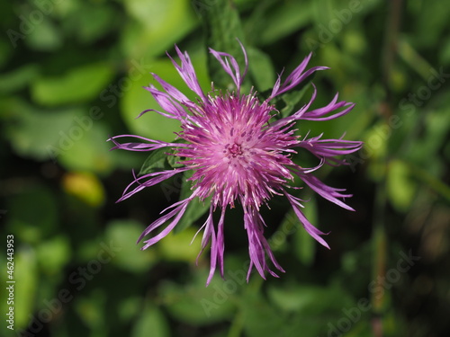 Closed- up photograph of pink Centaurea   centaury  centory  starthistles  knapweeds  centaureas  spotted in a mountain in South poland