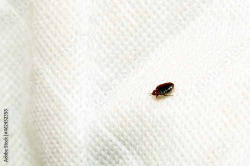 bed bug on white background