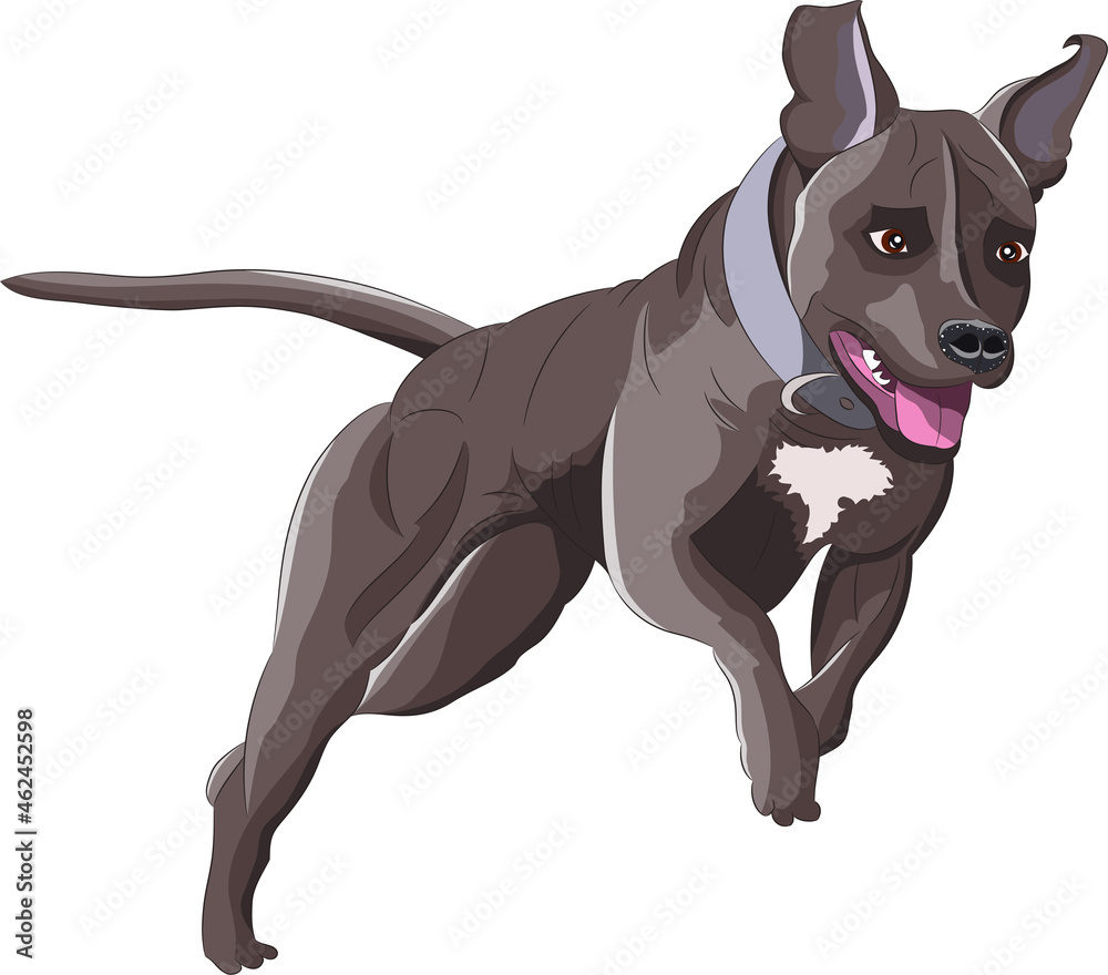 Running staffordshire terrier isolated on white background.