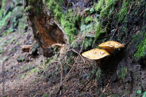 Butterpilze