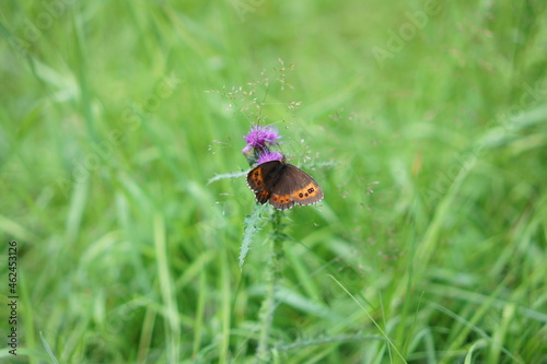 Schmetterling auf Distel