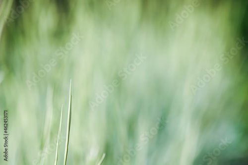 Blurred background, texture, pattern of decorative green and white grass. Natural backdrop.