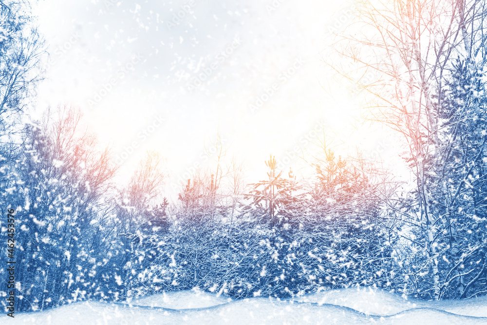 Frozen winter forest with snow covered trees. Frozen winter forest with snow covered trees.