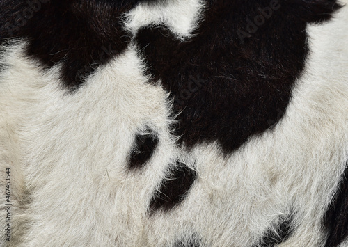 Selective focus of Close up of cow skin black with white colored for texture background