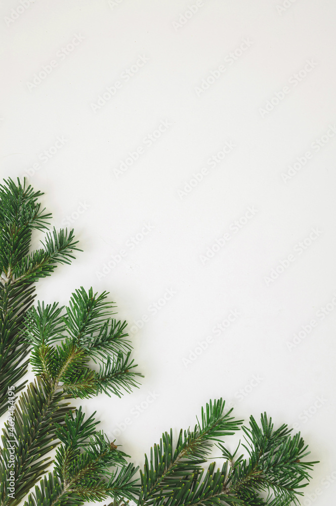 Obraz premium Christmas greeting card template, New Year wishes, Fresh fir twig on white color background.