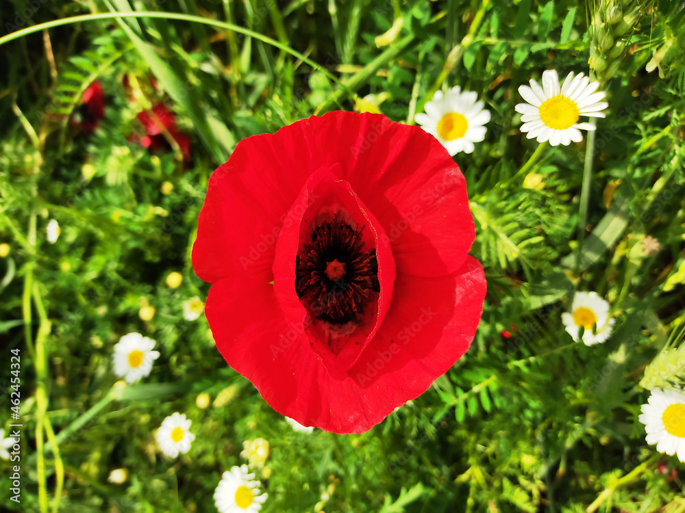 Obraz premium red poppy flowers