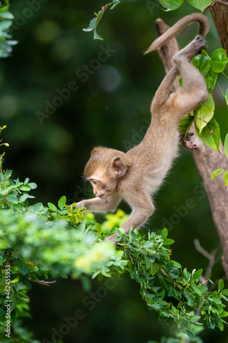 The baby monkey clambered on the tree. © sompao