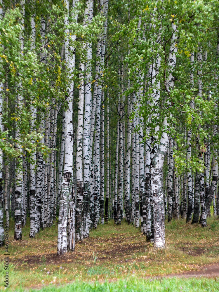 Obraz premium trees in the forest