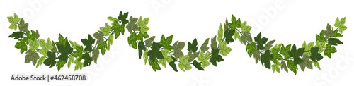 Ivy festoon, green creeper decorative border isolated on white background. Vector illustration in flat cartoon style