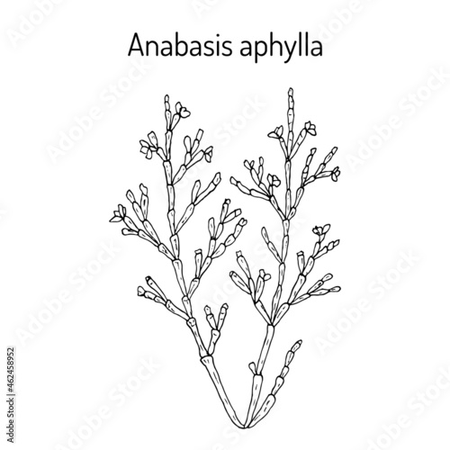 Anabasis aphylla medicinal plant