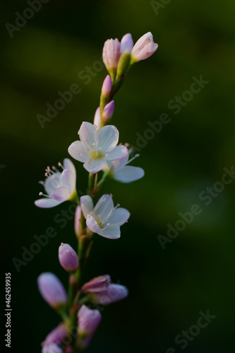 サクラタデの花のクローズアップ