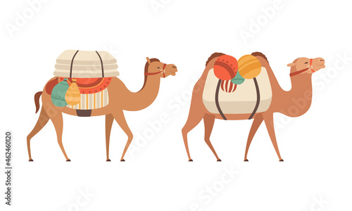  amel Domesticated Desert Caravan Animal with Saddle Vector Set