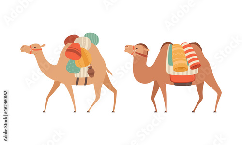  amel Domesticated Desert Caravan Animal with Saddle Vector Set