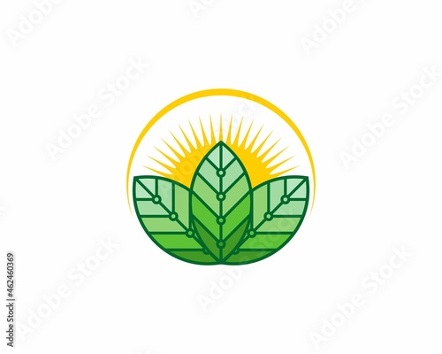 Three leaf with sunrise behind