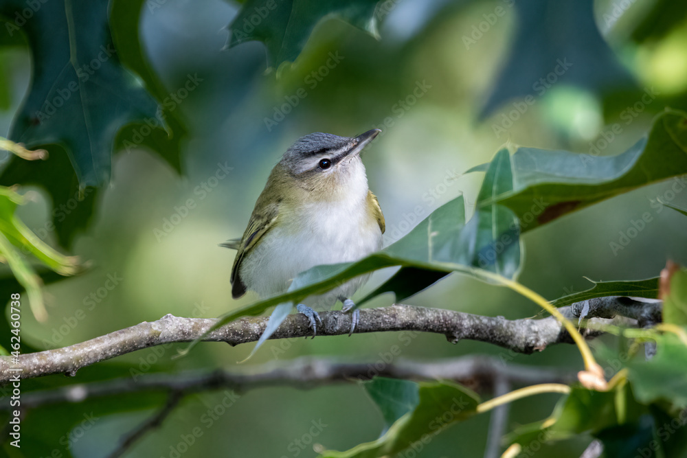 Obraz premium Red Eyed Vireo