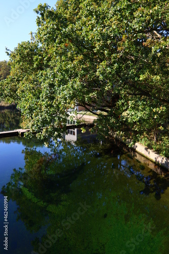 Beautiful lake in a park. Calm blue water  big green trees  blue sky. Sunny day in autumn park. Nature of the Netherlands. 