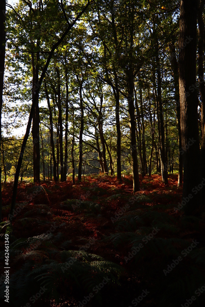 Fototapeta premium Beautiful trees in the forest. Abstract natural background. Fall season in the woods. 