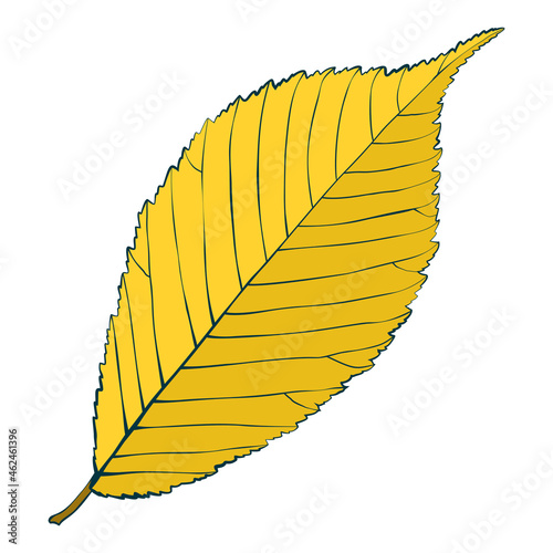 Yellow hand-drawn autumn elm leaf isolated on white background. Cartoon flat style vector illustration.