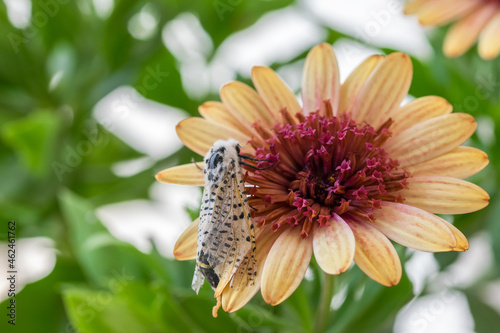 Wood Leopard Moth, Zeuzera pyrina, white moth with black spots resting on a yellow and red flower. photo