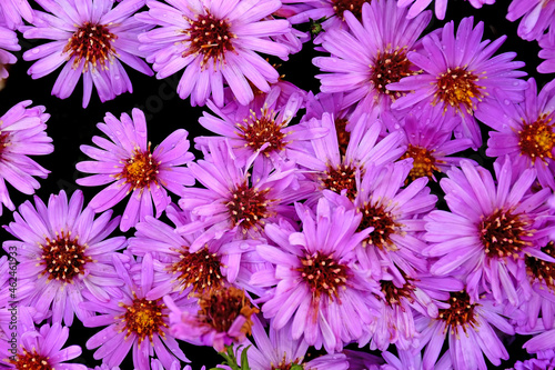 Aster flowers in a full format photo