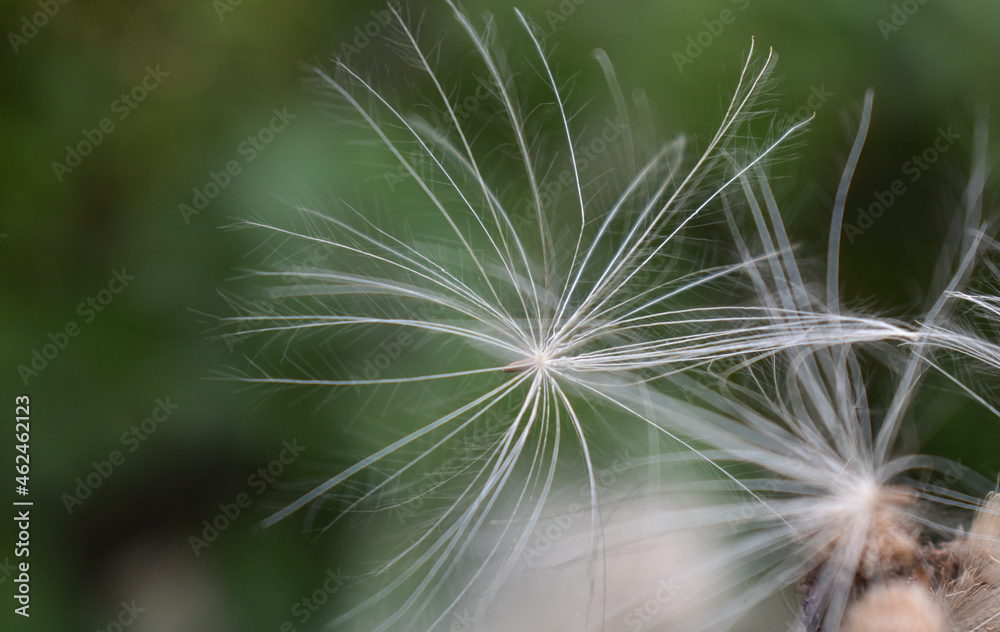 Obraz premium Fluffy thistle seeds close-up on a blurry green background.