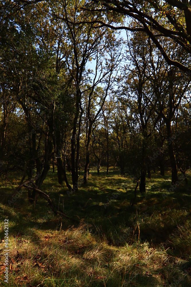 Obraz premium Tranquil scenery of green forest. European nature landscape photo. Beautiful green trees in the woods. 