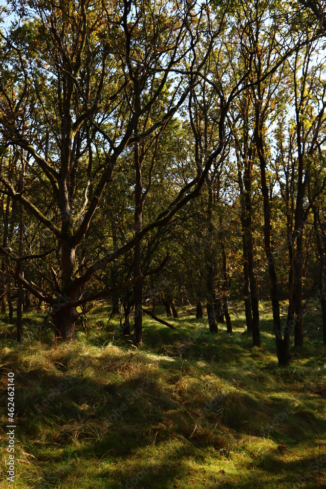 Tranquil scenery of green forest. European nature landscape photo. Beautiful green trees in the woods. Tranquil scenery of green forest. European nature landscape photo. Beautiful green trees in the woods.