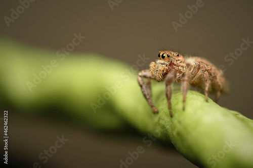 Jumping spider on string bean macro photography close up