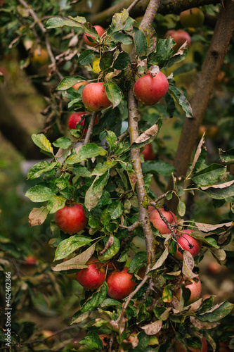 There is an apple tree growing in the home garden. The branches are covered with apple fruits.