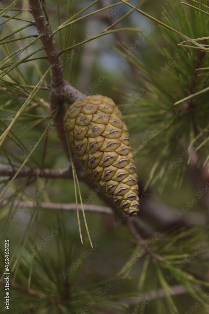 pine-cone pine cone growing on the trees pine-cone pine cone growing on the trees