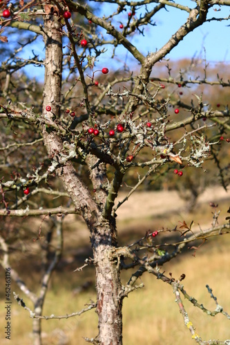 Tree close up photo. 