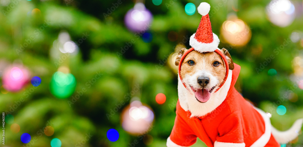New Year or Christmas Panorama with dog wearing full Santa Claus costume in front of decorated fir tree