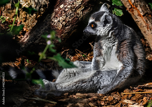 Ring-tailed lemur on the ground. Latin name - Lemur catta