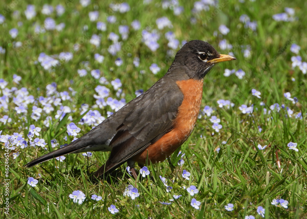 American Red Robin between flowers American Red Robin between flowers