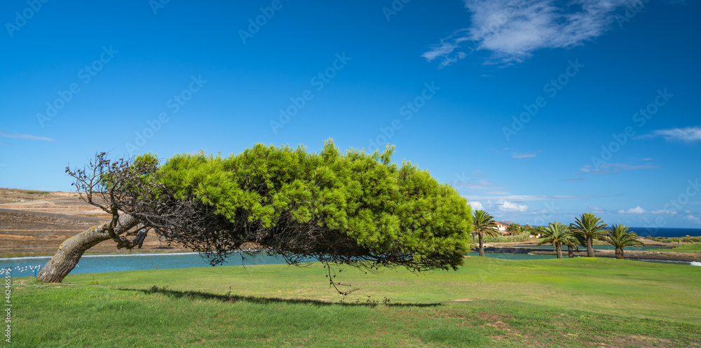 Horizontal tree on Porto Santo golf course.