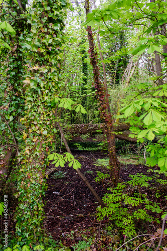 Fototapeta Naklejka Na Ścianę i Meble -  Vibrant Summer Forest in Ireland