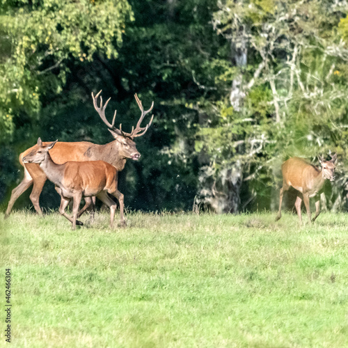 Paysage en for  t avec un cerf et des biches pendant la p  riode du br  me en Sologne pr  s du ch  teau de Chambord