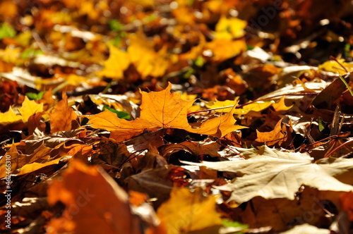 Close-up of a maple autumn leaf