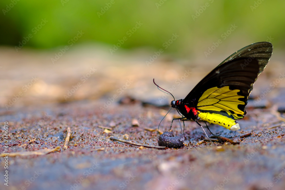 Obraz premium butterfly in the forest. Butterflies in the national parks of Thailand