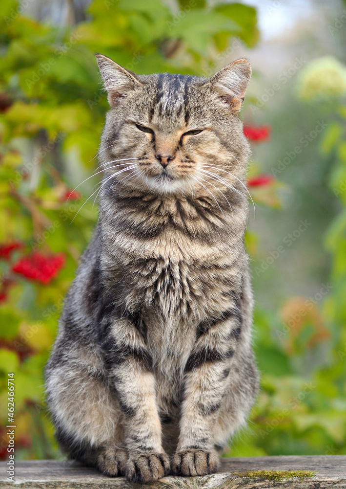 Domestic cat with classic tabby color black marble on the background of autumn foliage Domestic cat with classic tabby color black marble on the background of autumn foliage