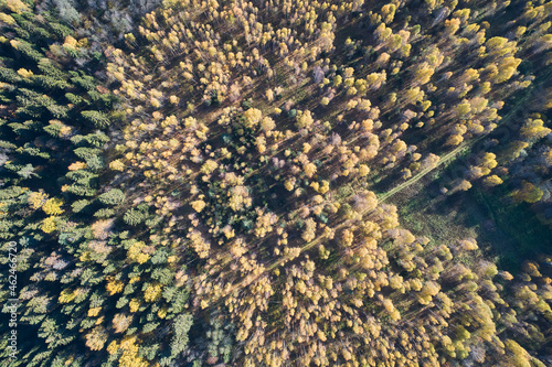 Aerial view with a drone. Autumn forest top view