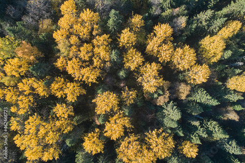Aerial view with a drone. Autumn forest top view