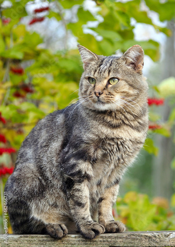 Domestic cat  with classic tabby color black marble on the background of autumn foliage © goldika